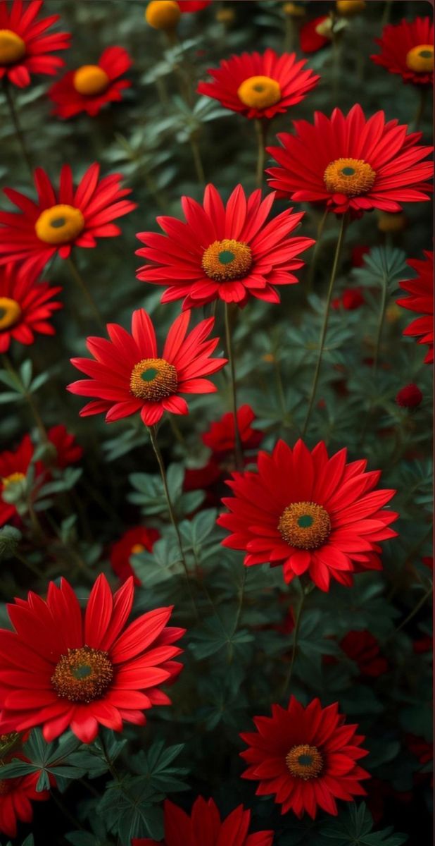 Flowers_5821's tweet photo. What's your favorite wildflower?🌸🌼 https://t.co/9VR95UdWpL