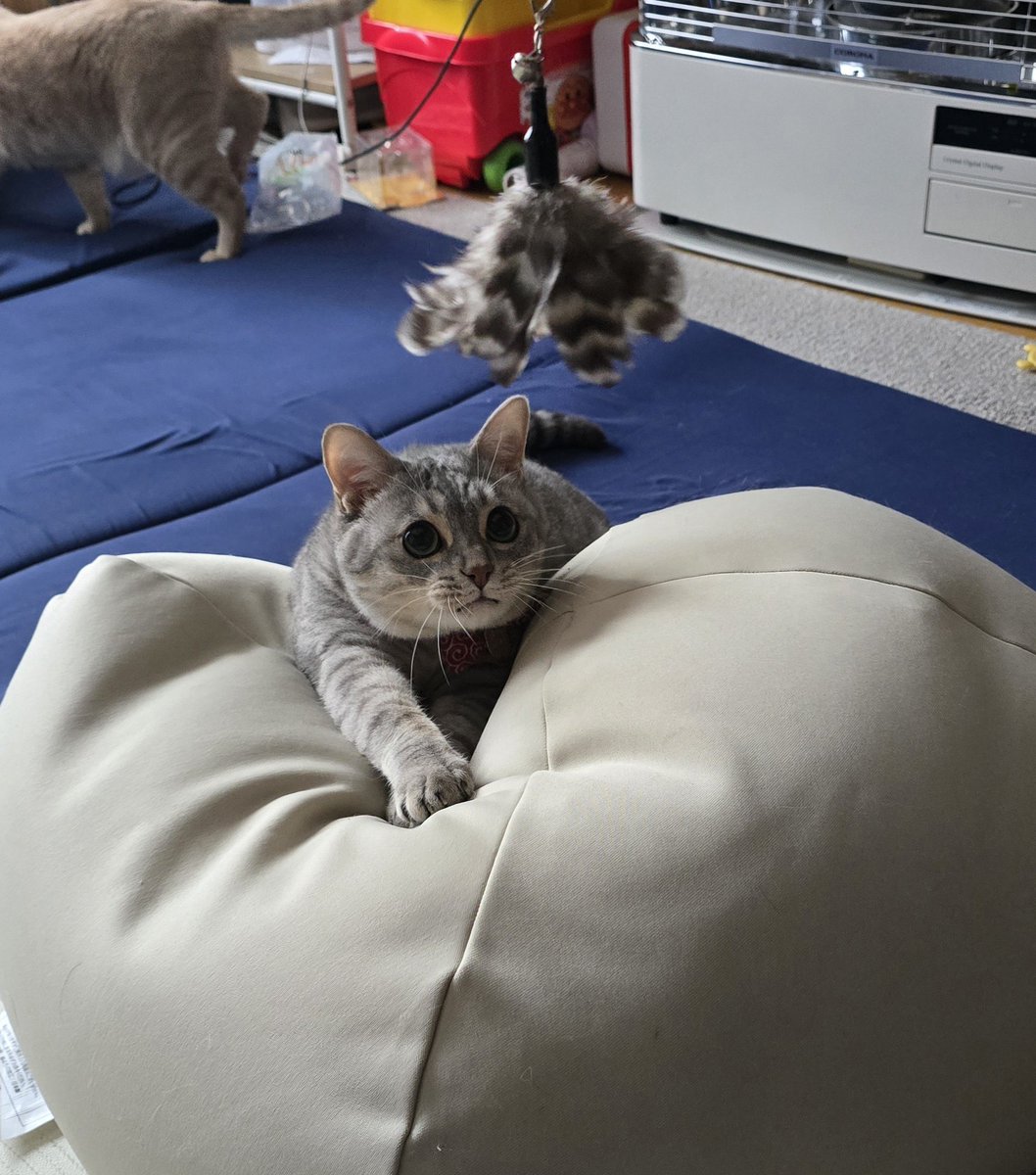 むぎパパさま専用ページです。 週末の遊び時間が最高の癒し😁