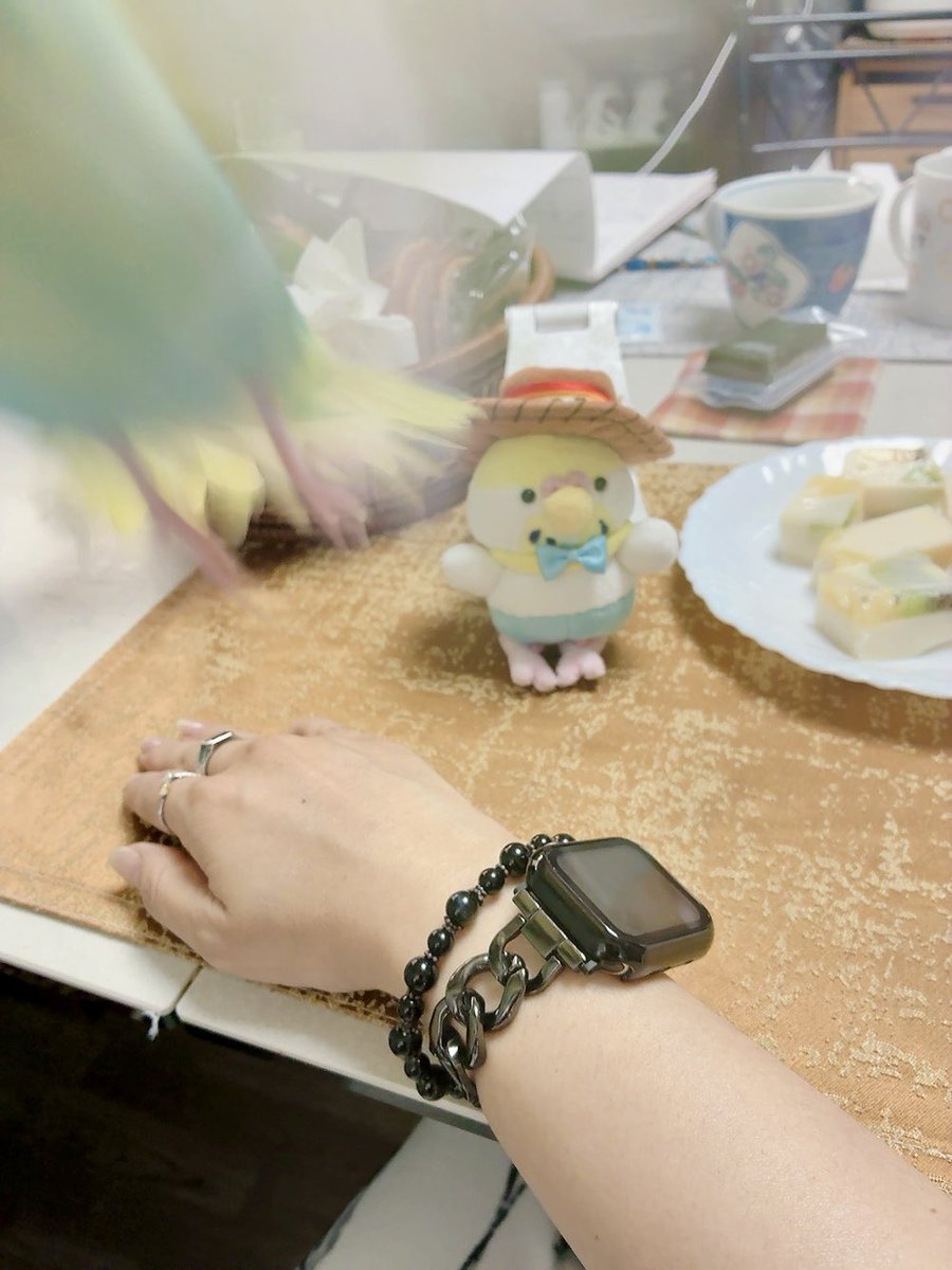 19Yulica's tweet photo. @Raiki06 @uho_Ryo パオちゃん福良オカメだね（笑）

虹音もビビって逃げた🫨 https://t.co/RVtPOWSET6