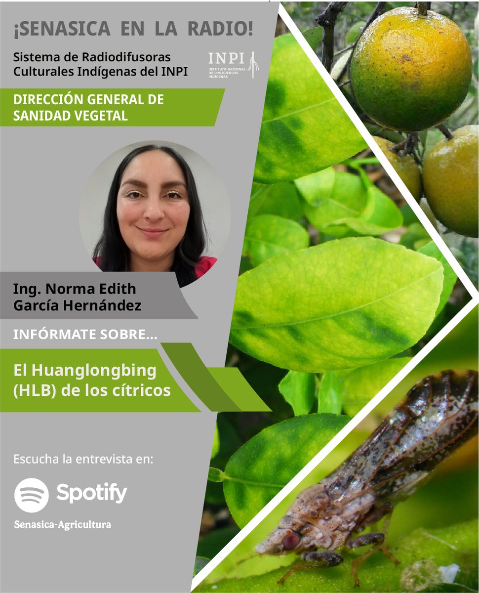 SENASICA's tweet photo. No te pierdas la entrevista con la ingeniera Norma Edith García Hernández, en el noticiero “Voces” del INPI, quien nos habla sobre “El Huanglongbing (HLB) de los cítricos”.  🍋🎧

¡Dale like y comparte! 👉🏼 https://t.co/8yGrsMBIX3

#Senasica #Spotify #Inocuidad #INPI #HLB https://t.co/eImQsLNZSg
