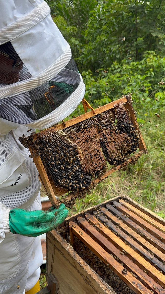 Agricultura_CZ2's tweet photo. #Orellana | Realizamos el seguimiento técnico y la evaluación sanitaria de apiarios bajo un régimen de suplementación alimenticia. El objetivo es asegurar la salud de las abejas y optimizar la producción de las colmenas frente a las condiciones climáticas y nutricionales locales. https://t.co/m4kD9ja5AU