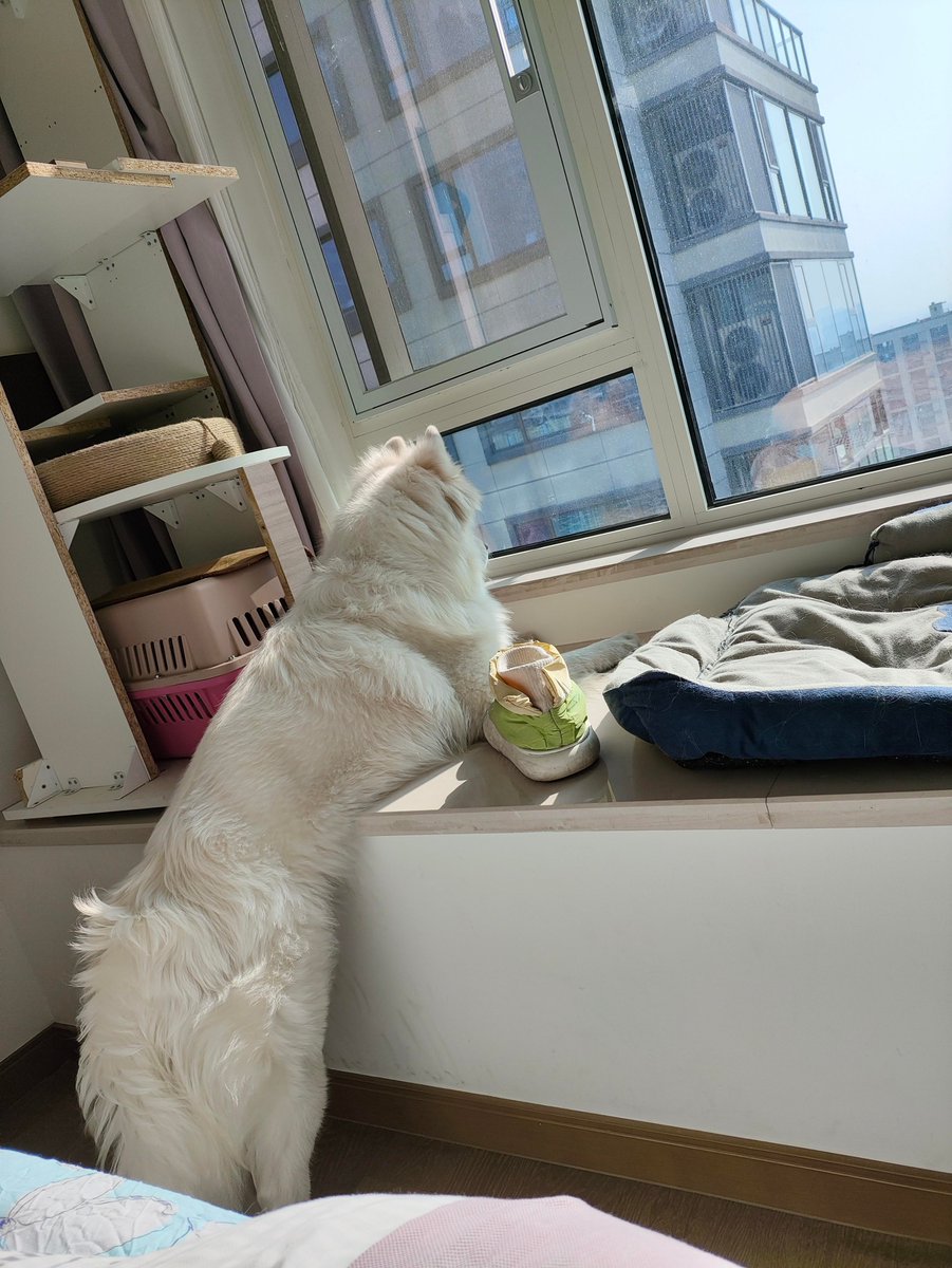 SusanMller2's tweet photo. Watching my rescue puppy turn into a playful, cuddly best friend is the sweetest kind of growth  Every tiny step matters. https://t.co/jTyw0Bff3F