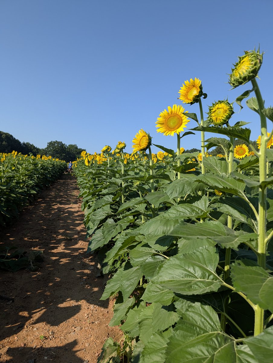 RaleighGov's tweet photo. It's sunflower time at @DixPark! https://t.co/hpm8OQ80Ei https://t.co/Sb6ySaHLhG