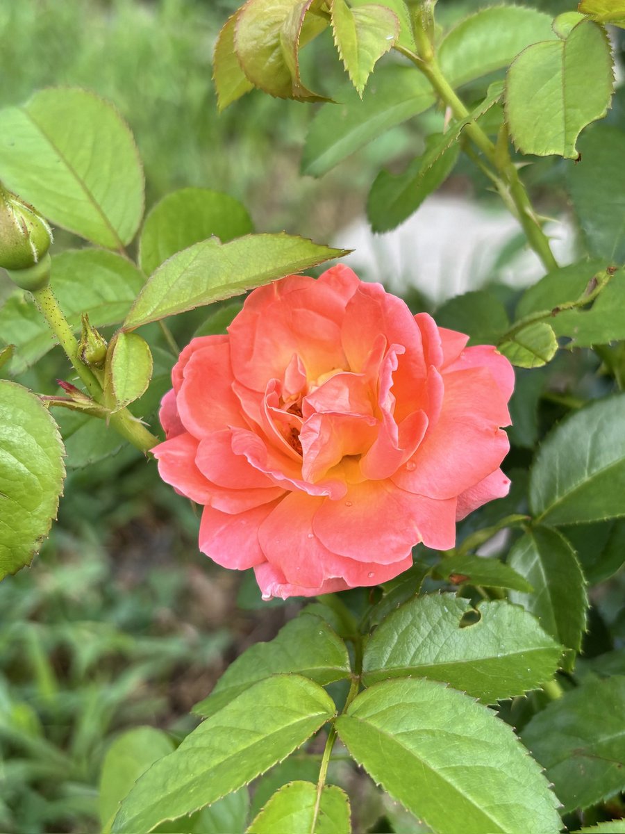 briwhit88's tweet photo. Today’s petals, couple orange ones today https://t.co/20y2b1OJDA