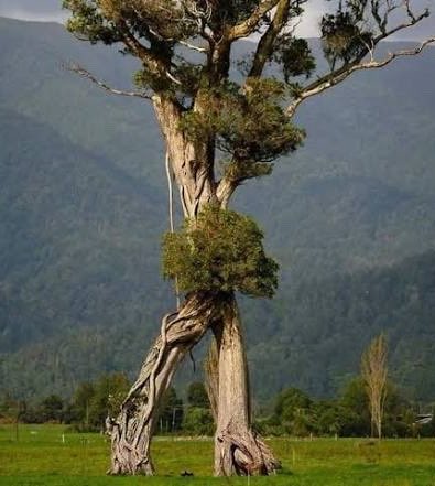 ToIkienverse's tweet photo. Unos biólogos han avistado este extraño árbol en Nueva Zelanda. 

Según los expertos se dirigen hacia Isengard para acabar con Saruman. https://t.co/k0eR9aKEaG