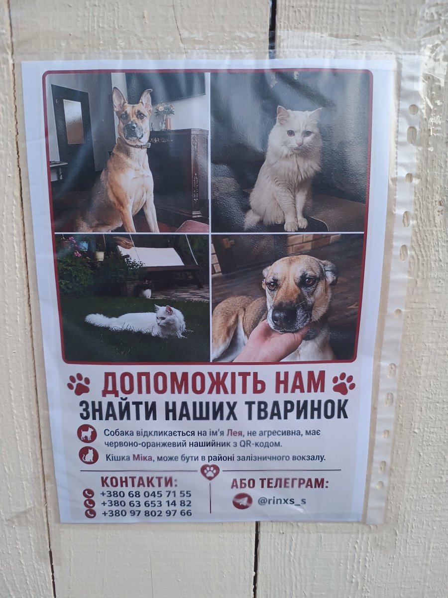petrovkostya123's tweet photo. Ще тваринки що загубилися у Вишневому😢 https://t.co/zYPW2GB2Vg