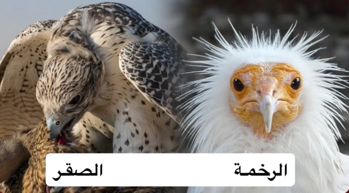 حزب الامارات 🇦🇪 tweet media