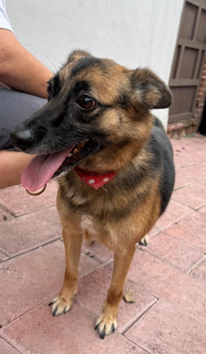 Rodrigo_Diez_10's tweet photo. @HELA_MORE @Alina_Gag  Un vecino encontró a este perrito en la calle de Las Flores. ¿Pueden compartir? https://t.co/iH4IdNWHQD