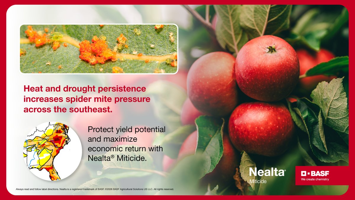BASFAgProducts's tweet photo. Growers in southern production regions should continue vigilantly scouting for spider mites with weather conditions conducive for outbreaks. This pest can increase rapidly during periods of environmental stress, making timely intervention essential. https://t.co/b2pKuAyM0m