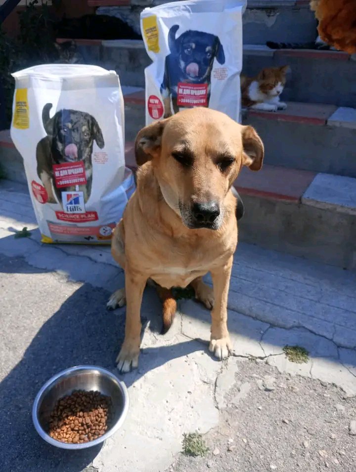 rescuehomea's tweet photo. We went back to the streets and fed stray dogs 🐕 🥣 

We are still trying to create space for them at the shelter 

Right now we are fully occupied but soon we will get these innocent souls off the streets 🐕 https://t.co/BQDfkWJrzK