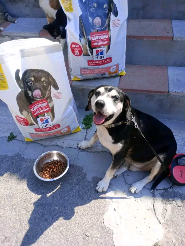rescuehomea's tweet photo. We went back to the streets and fed stray dogs 🐕 🥣 

We are still trying to create space for them at the shelter 

Right now we are fully occupied but soon we will get these innocent souls off the streets 🐕 https://t.co/BQDfkWJrzK