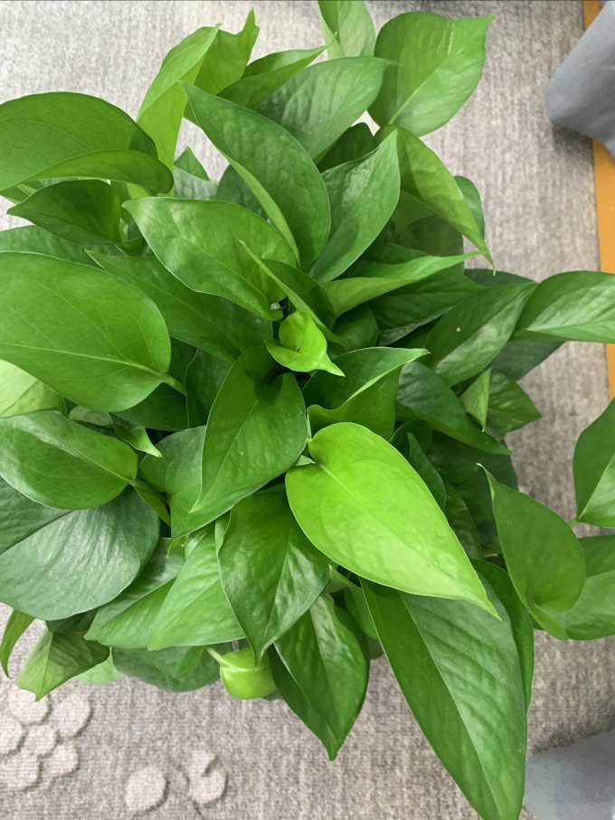 MrAstroLP's tweet photo. Tiny green tip: Water your pothos only when the top 2 inches of soil feel dry—no overwatering, no underwatering! https://t.co/DYmLcirU9N