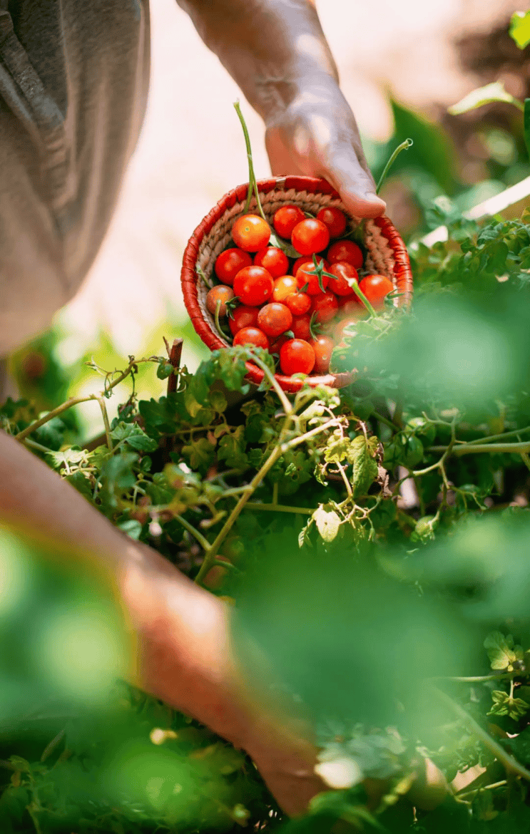fabienmasson666's tweet photo. Just tried the new organic cherry tomatoes from the local farm—burst with sweet juice, zero weird aftertaste, game changer for my morning salad!  #FreshFind https://t.co/ncDF6tNevK