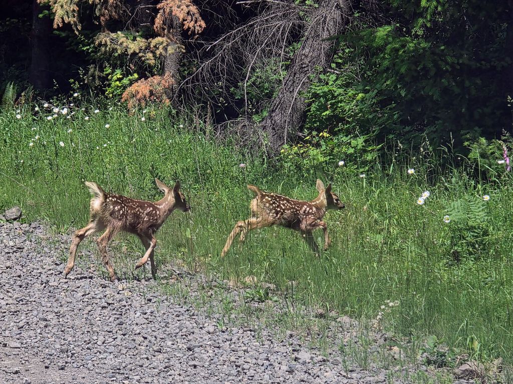 PNSN1's tweet photo. Happy #FieldworkFriday! After wrapping up work at station BOW2, our field team spottted two young fawns nearby. Were they curious future field assistants, or just taking a quick break from playing tag with each other? https://t.co/gwV8GEuGaQ