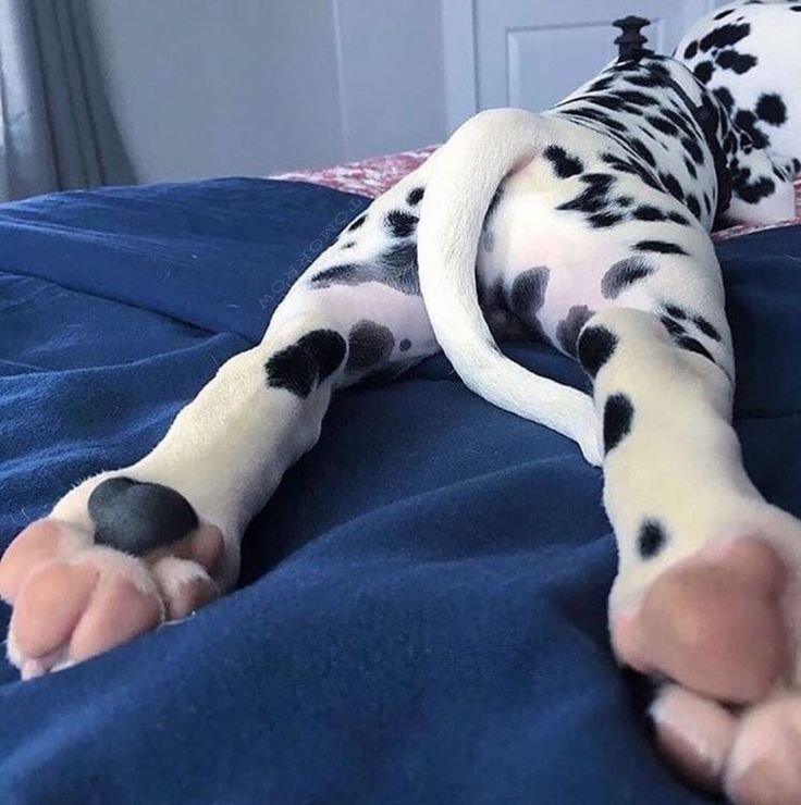 RollaCosta52620's tweet photo. Dogs really do have a special place in our hearts these days. 😍 I can't imagine life without them! Staying pawsitive, one wag at a time. 🐾
Dm for exclusive videos💧💧😁🤪Dog lovers ❤️ 
#Dogs #CanineCompanion #PetVibes
https://t.co/IH8PPWo3eO… https://t.co/SaYUKDxONc