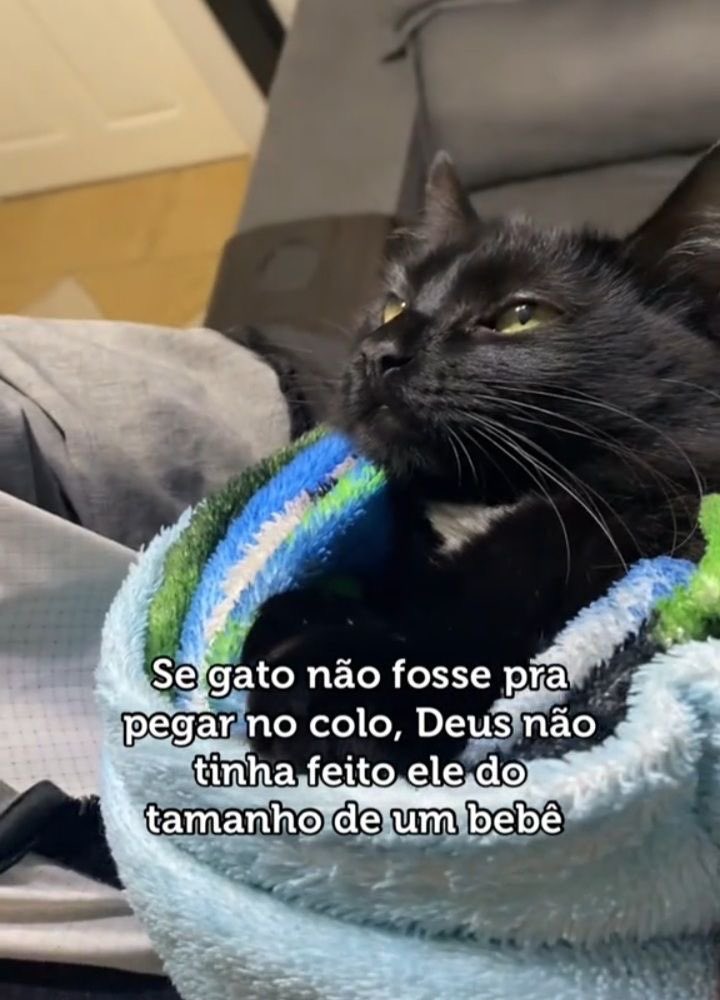 gatinarios's tweet photo. https://t.co/68oFiyYwyM