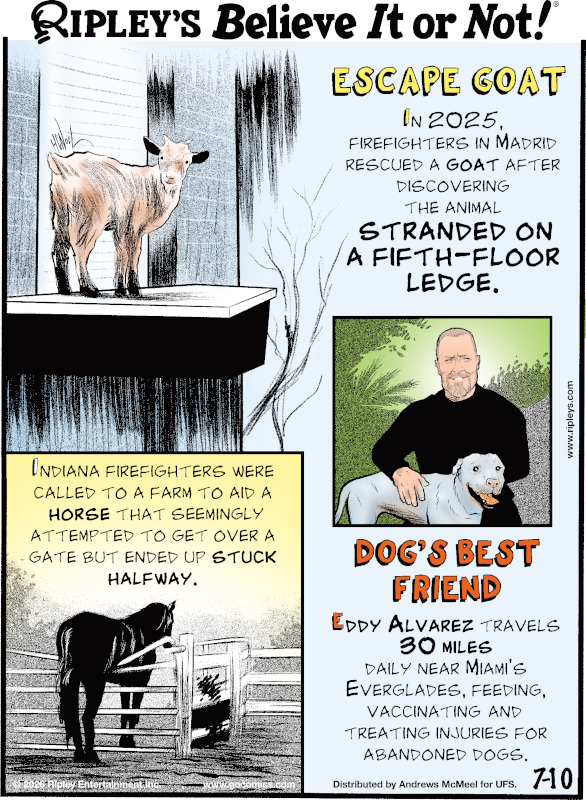 Ripleys's tweet photo. Dog's Best Friend - Eddy Alvarez travels 30 miles daily near Miami’s Everglades, feeding, vaccinating, and treating injuries for abandoned dogs.

Catch our daily cartoon here.👇 https://t.co/voNfzz1Gi4 https://t.co/476KEo4k4y