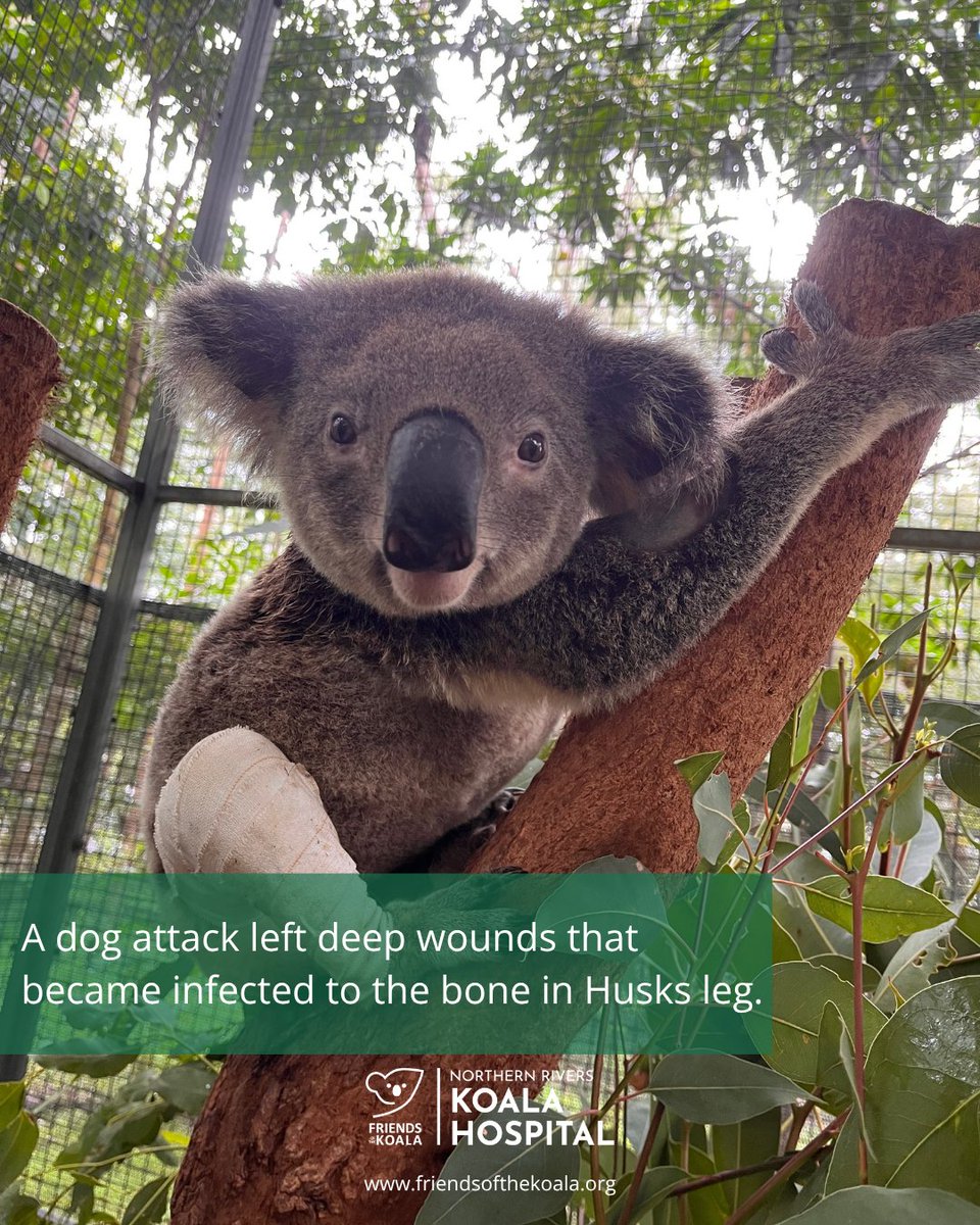 Friends_Koala's tweet photo. 🐨 Today is #WorldPopulationDay. Lismore's growth plan aims for 60,000 people by 2036, meaning more pressure on the bushland #koalas depend on. Growth and habitat need to be planned together. 💛 https://t.co/KYk8SaKr0l