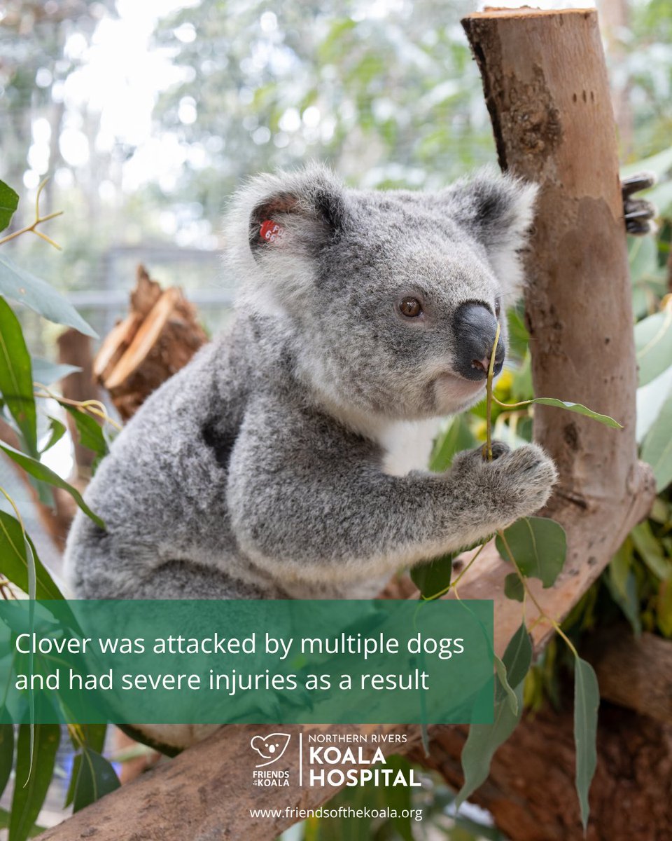Friends_Koala's tweet photo. 🐨 Today is #WorldPopulationDay. Lismore's growth plan aims for 60,000 people by 2036, meaning more pressure on the bushland #koalas depend on. Growth and habitat need to be planned together. 💛 https://t.co/KYk8SaKr0l