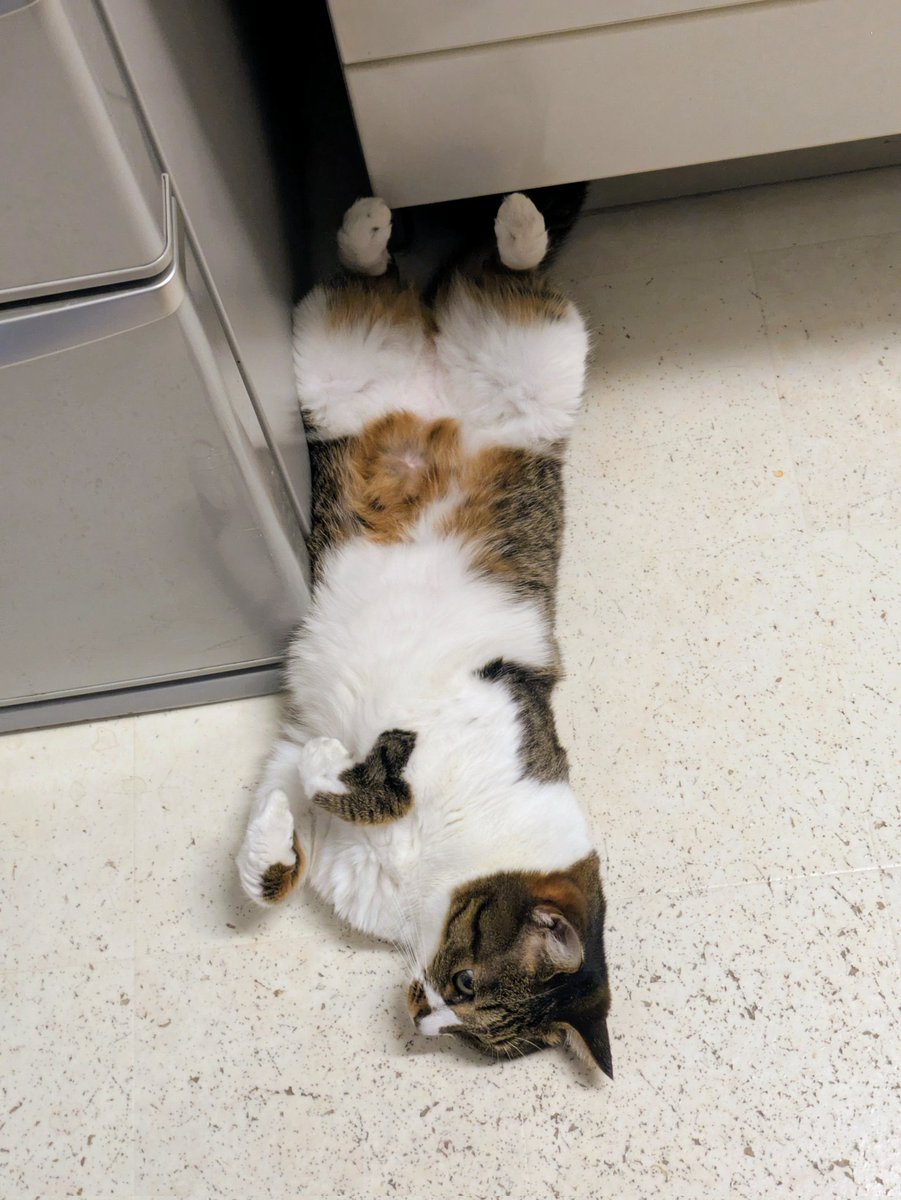 mangalightnovel's tweet photo. 今朝はキッチンに猫様落ちてた https://t.co/3aXoSiFfzS