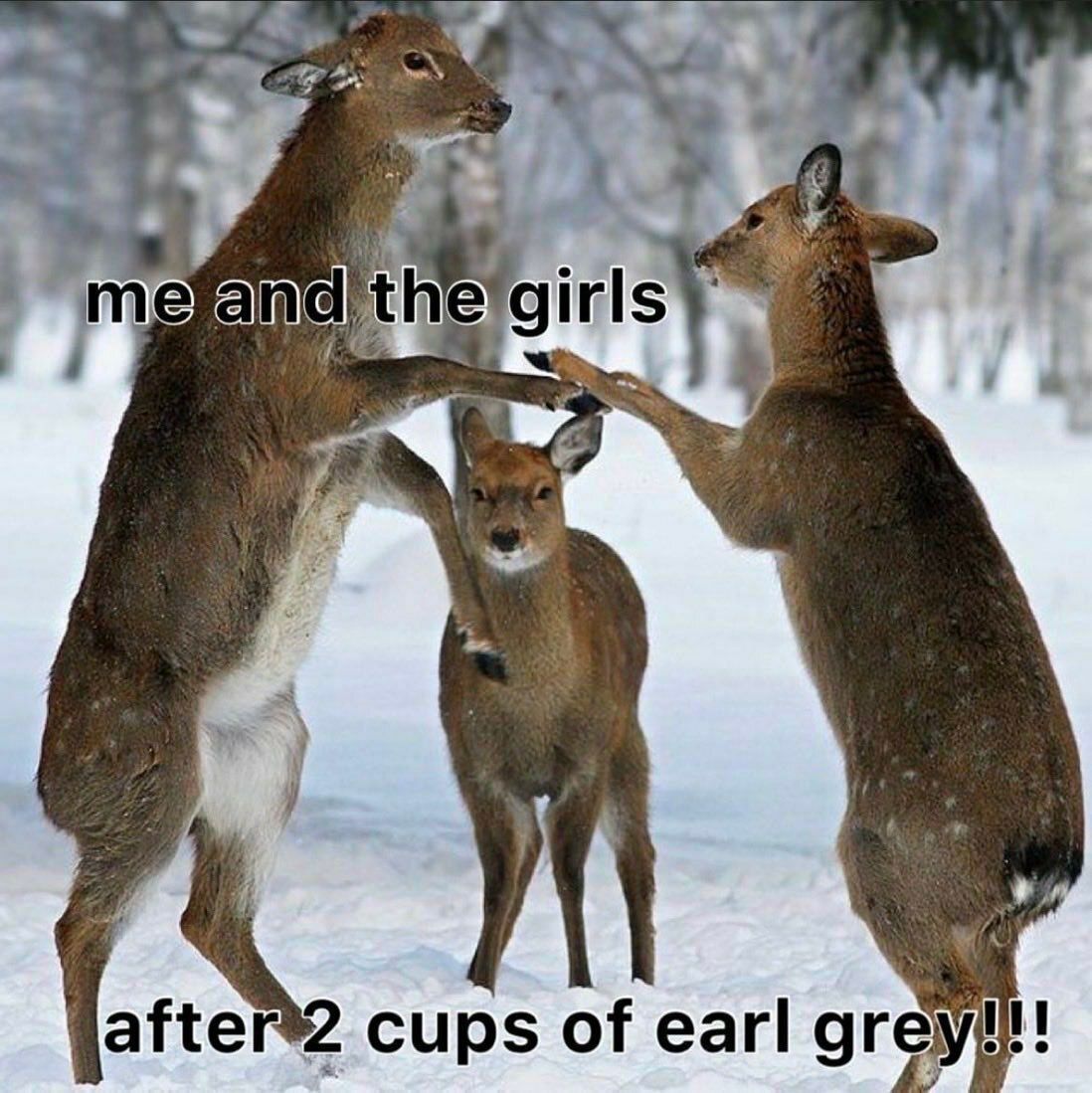 deershouldnt's tweet photo. https://t.co/JL7APx69ie