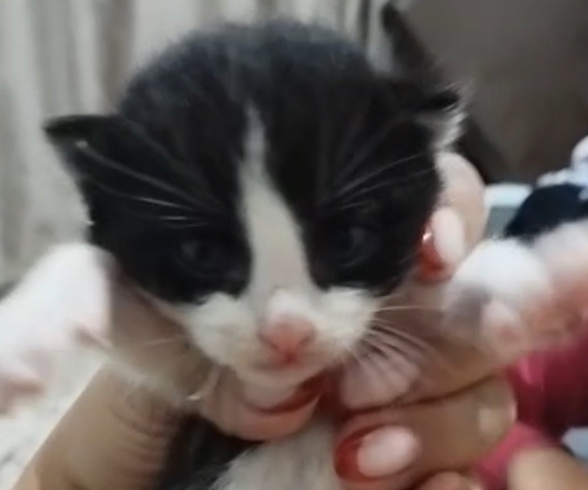 00_lele's tweet photo. ESSE ARROMBADINHO DO FUÇO ROSA AFF (AKA Arthas) https://t.co/KBilk5QmZI