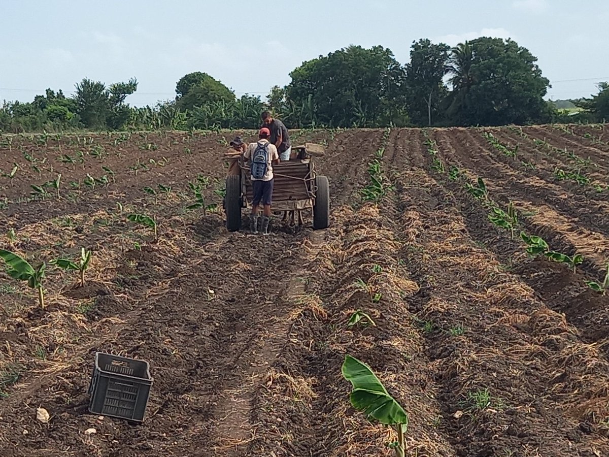 LorenzoOsbel's tweet photo. El municipio Jesús Menéndez busca múltiples alternativas para incrementar la producción de alimentos #LasTunas #PorLasTunasLaVictoria #SíSePuede https://t.co/CjibkxHogv