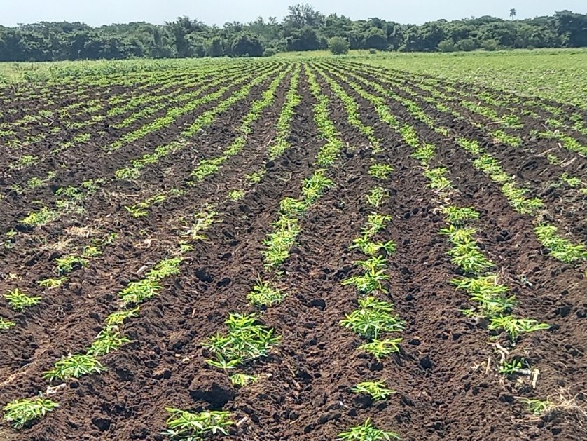 LorenzoOsbel's tweet photo. El municipio Jesús Menéndez busca múltiples alternativas para incrementar la producción de alimentos #LasTunas #PorLasTunasLaVictoria #SíSePuede https://t.co/CjibkxHogv