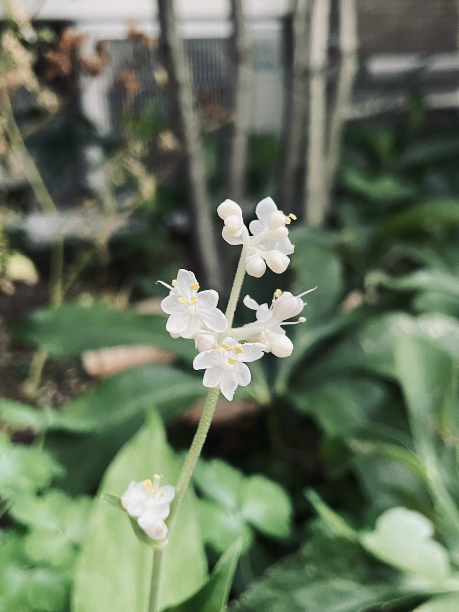 NaoyaHamada's tweet photo. 今日の尚整体♪

小さな花❣️

感謝❗️

尚氣功整体　
氣功整体
田園調布
完全予約制
10:00~20:00
naoseitai825@gmail.com 
出張、遠隔施術もお受けしております。
お気軽にご連絡下さい。 https://t.co/6V7EWebcVZ