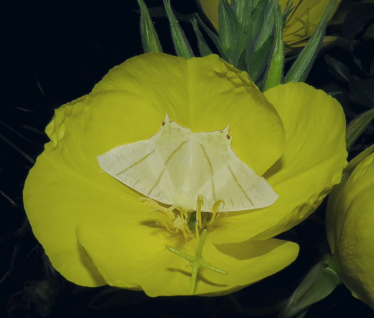 angegarrod's tweet photo. #gardenersworld
A few things new out this week...
Evening primrose with a Swallow-tailed moth feeding.
Rosa Eustacia Vye
Hemerocallis Michelle Coe
Crocosmia Lucifer
#flowers #springwatch https://t.co/CHj3UhyAiC