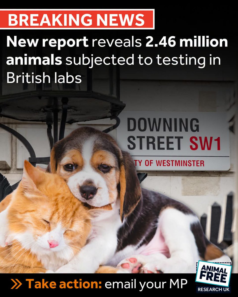 yolandaschultes's tweet photo. 🚨 Today's Home Office report reveals that 2.46 million animals were used in experiments in Great Britain in 2025, a change of just 3.8% compared to the previous year.

These figures are a stark reminder that progress towards ending animal experiments is still far too slow.

We need change - and we need it faster.

Britain has the opportunity to lead the world in modern, human-specific research. But without political commitment, progress will continue to stall.

Herbie’s Law sets out a clear plan to transition away from animal experiments and towards better, kinder science that's grounded in human biology.

❤️‍🩹 Ask your MP to join 190 of their colleagues in support of Herbie’s Law today:
➡️ https://t.co/3A3qNswO5r

With your help, we can turn today’s statistics into a turning point. Please help us build a future where life-saving research no longer relies on animal suffering.

#HerbiesLaw #AnimalFree #KinderScience