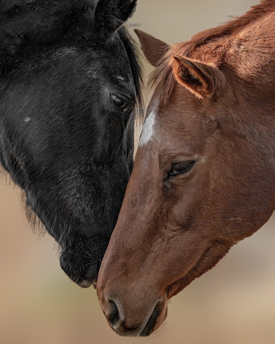 TBaftercare's tweet photo. This is your reminder to submit your photos for the 2027 #TBAftercare calendar! 📆 📸 

Submit your photos by July 31, winners will be announced in September! 
https://t.co/4cThlyhqRj https://t.co/6eOriQZvky
