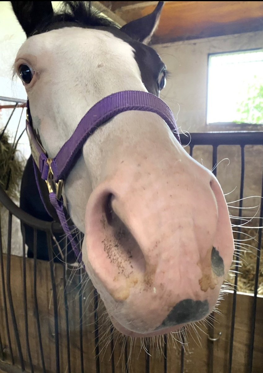 masa_to1985's tweet photo. おはようございます✋

今日は高知競馬7Rでミスターディジェイ君が高知に移籍後初のレースに出走します🏇✨

久しぶりのレースでもあるのでまずは無事にゴールしてほしいです🙏

ディジェイ君頑張れよ～👋

#ミスターディジェイ https://t.co/VyXdEidV2H