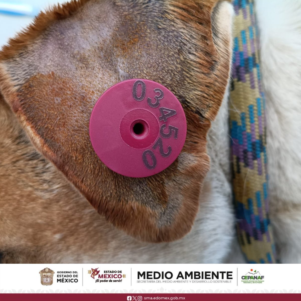 BienAnimalEdMex's tweet photo. Como parte de la Estrategia CERA, realizamos un nuevo operativo de captura en Los Reyes, La Paz, para brindar atención segura a seres sintientes en situación de calle e integrarlos a un proceso de valoración médica, protección y bienestar. https://t.co/XcDG0Eb2rn