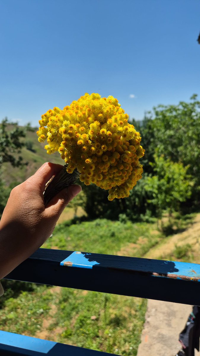 pelin_cee's tweet photo. Meşeler göğermiş diyorsun varsın göversin.Unutmadım bırakıp giderken söylediğin sözleri... https://t.co/AdcobELa5u