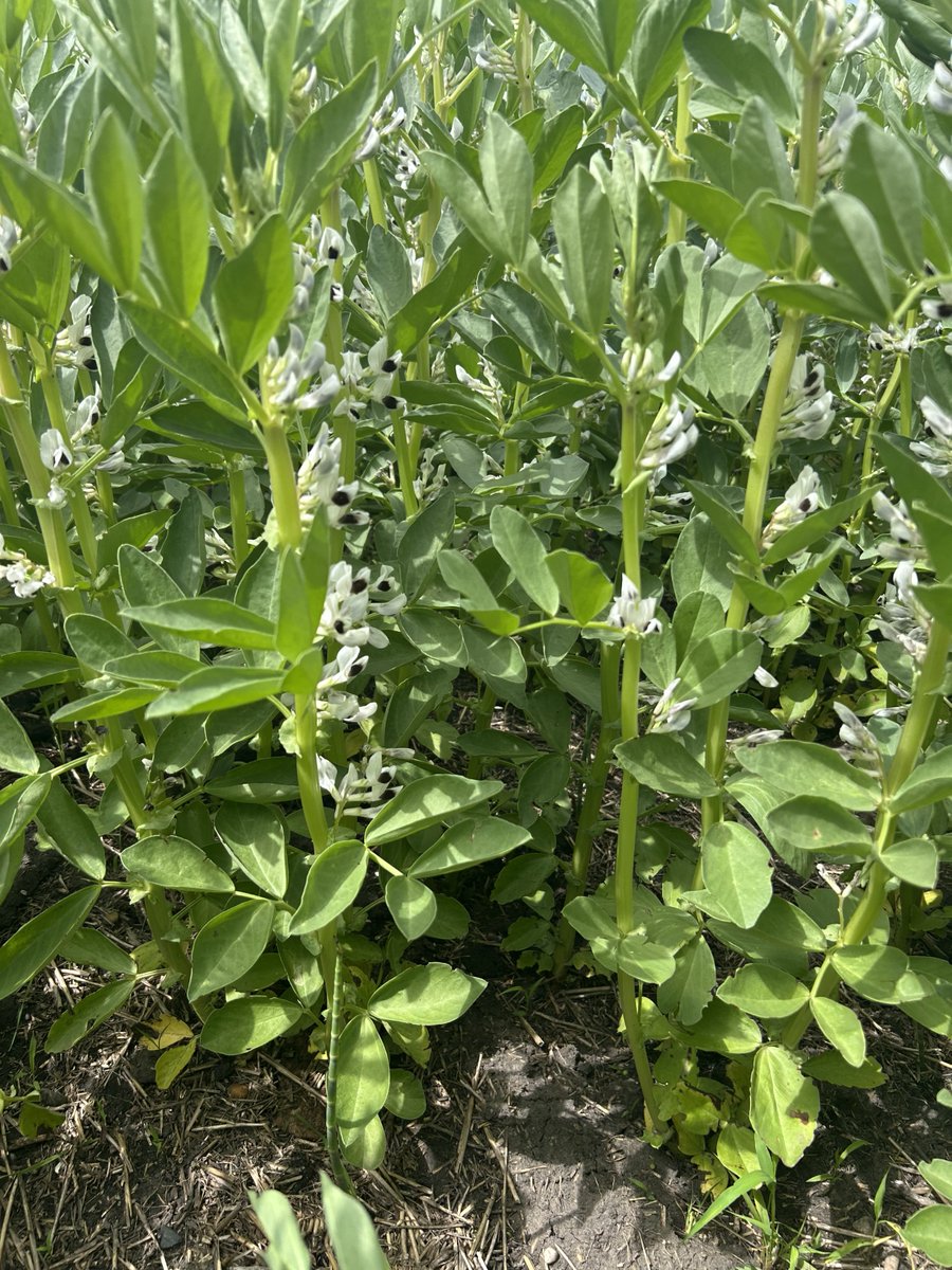 prairiefava's tweet photo. Fava Field Friday🌱 This field in Manitoba is looking great!

#fava #canadianag https://t.co/7hkmBYhujY