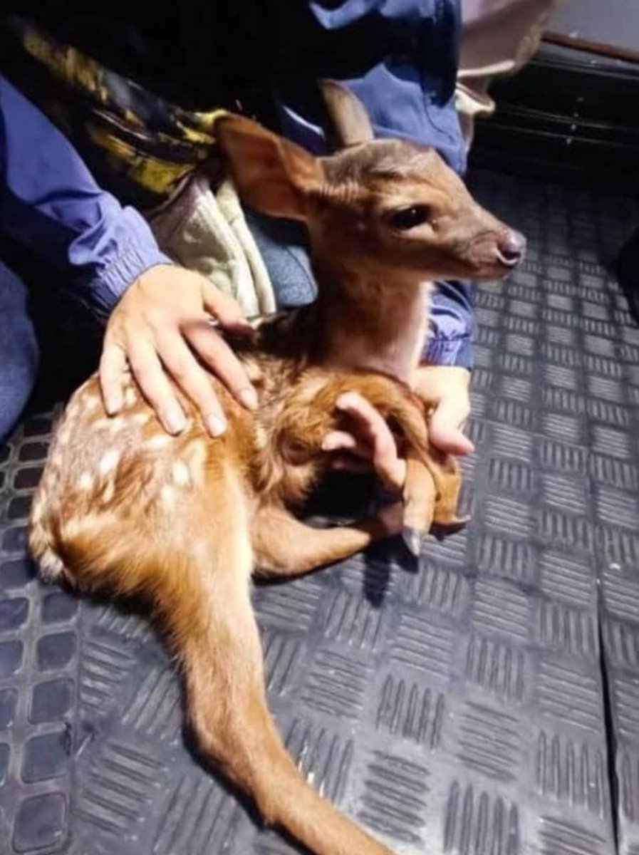 photoart_ed's tweet photo. Nuestra fauna también fue afectada por el terremoto. Muchos de los animales que habitan El Ávila están descendiendo a la ciudad confundidos y desorientados. NO LES HAGAN DAÑO, reporten a imparques y organismos rescatistas para cuidarlos y reubicarlos. https://t.co/QfVg2jdWp0