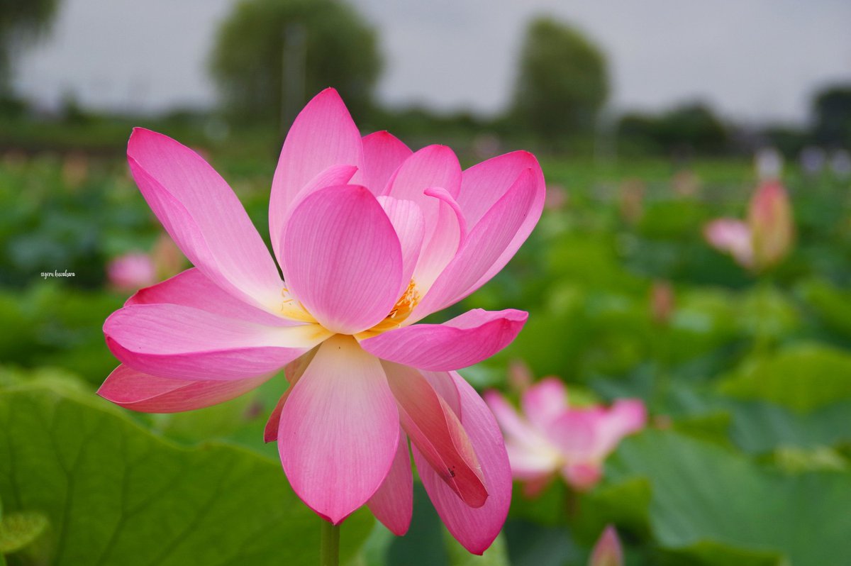demio3333's tweet photo. 茨城県北相馬郡利根町中谷利根親水公園で撮影しました。
撮影日7/5
#茨城県北相馬郡利根町利根親水公園
#利根親水公園
#蓮の花
#pentax
#PENTAXKP
#pentaxian
#TAMRON18200
#ファインダー越しの私の世界
#ルミナーneo
#ルミナーと作る私の世界
#Luminarneo
#ibarakiphotoclub
#茨城フォト倶楽部 https://t.co/YY4CJZHA7H