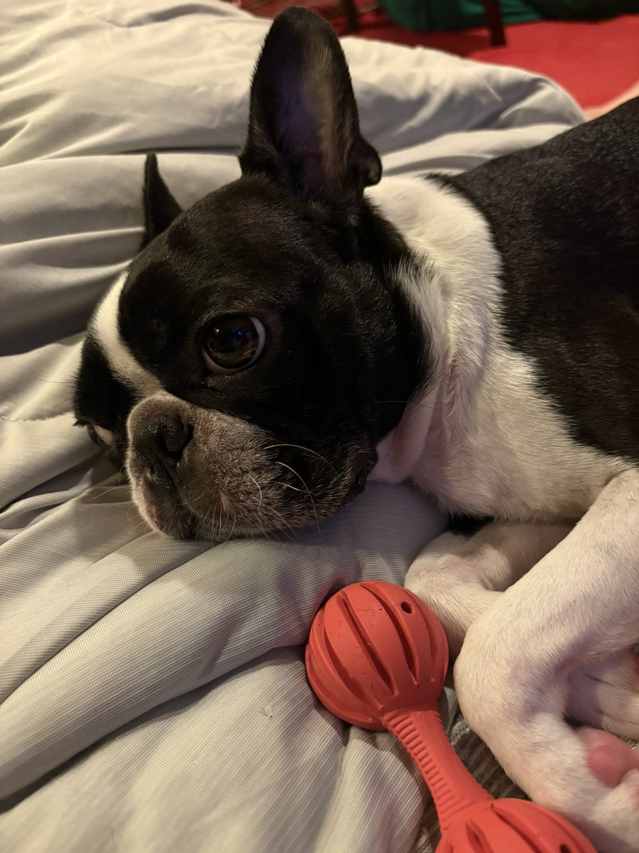 mico_travis's tweet photo. #bostonterrier 
 #いぬのきもち 
 #ボストンテリア
 #犬のいる生活 

緊急丸洗い🛁のついでに
遂に！遂に！
コタツがしまわれました♨️
お風呂上がりに不貞腐れる場所を失った複雑な気持ちの男の子🐶❤️‍🩹

何を隠そう私もちょっと落ち着かない🫠 https://t.co/77ikbvaE3U