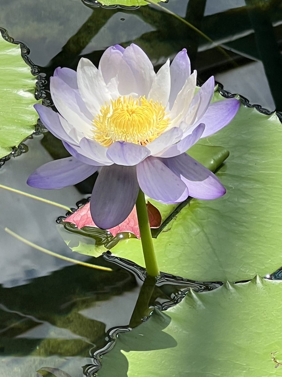 春節祭　蓮花シャー太翠バングル　極薄 おはようございます😊💐 #ムラサキ色の花 #スイレン #睡蓮 #写真