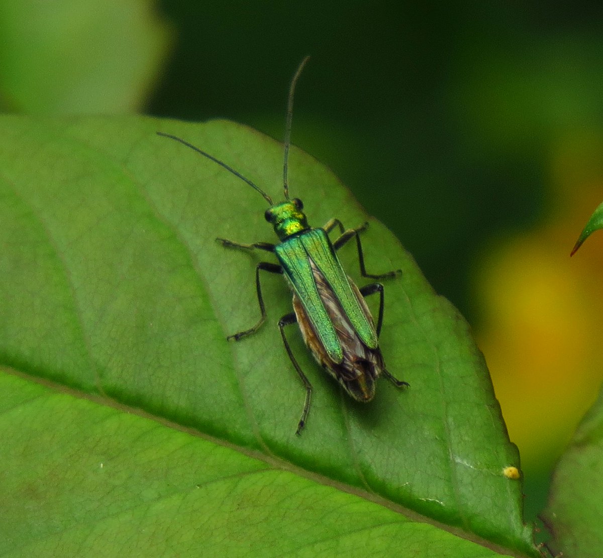 angegarrod's tweet photo. #gardenersworld
New species for the garden.
Swollen Thighed Beetle...female. What a colour!
Silver sea holly
Marmalade hoverfly on Japanese anemone
Campanula lactiflora
#insects #flowers #springwatch https://t.co/ha1mfI4IaF