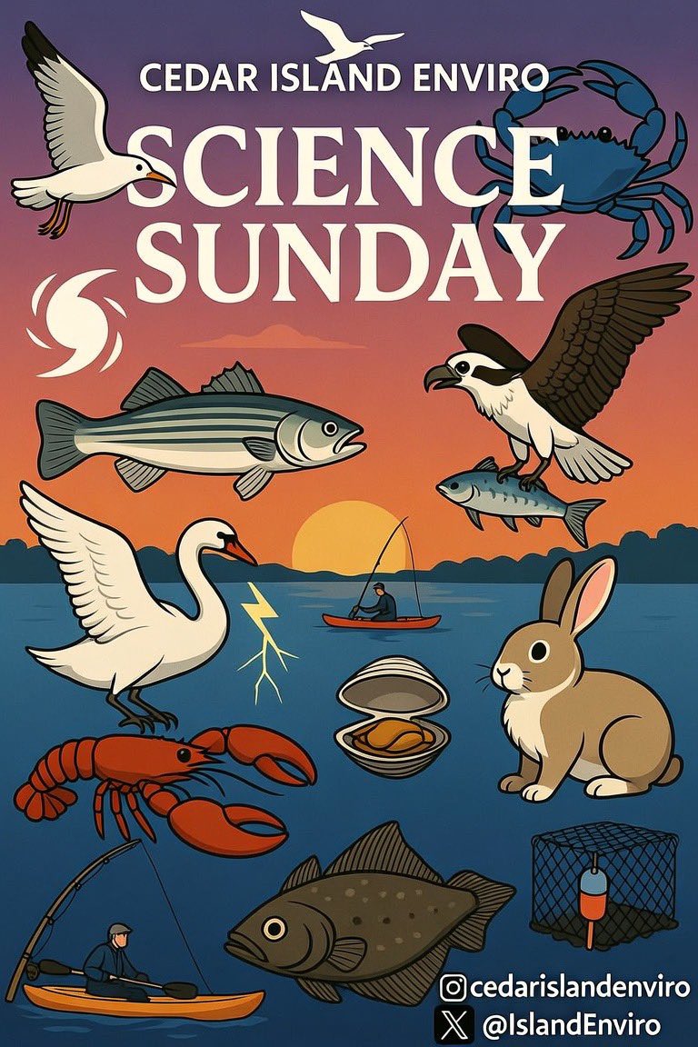 IslandEnviro's tweet photo. Almost every Sunday https://t.co/kqL7PpHt4b