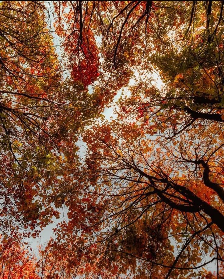 thespookygirll's tweet photo. mood board 🍂🍁 https://t.co/1xGiCCQ0WZ