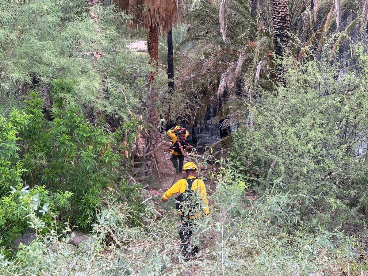 CONAFOR's tweet photo. El incendio, que afecta una zona de palmar natural🔥🌴, presenta un 90 % de control y un 30 % de liquidación.

🧑‍🚒En las labores participan personal de @Defensamx1, @GobBCS, CONAFOR, Protección Civil estatal y municipal, así como personas voluntarias y del sector privado. https://t.co/0TKo47k2uZ