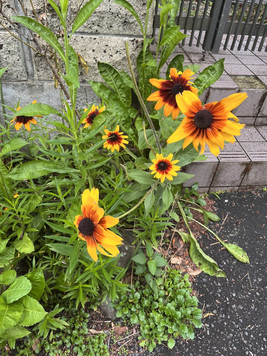amy908550226925's tweet photo. today i walked in the foggy streets of okayama, yamanashi https://t.co/sEm34BQU8P