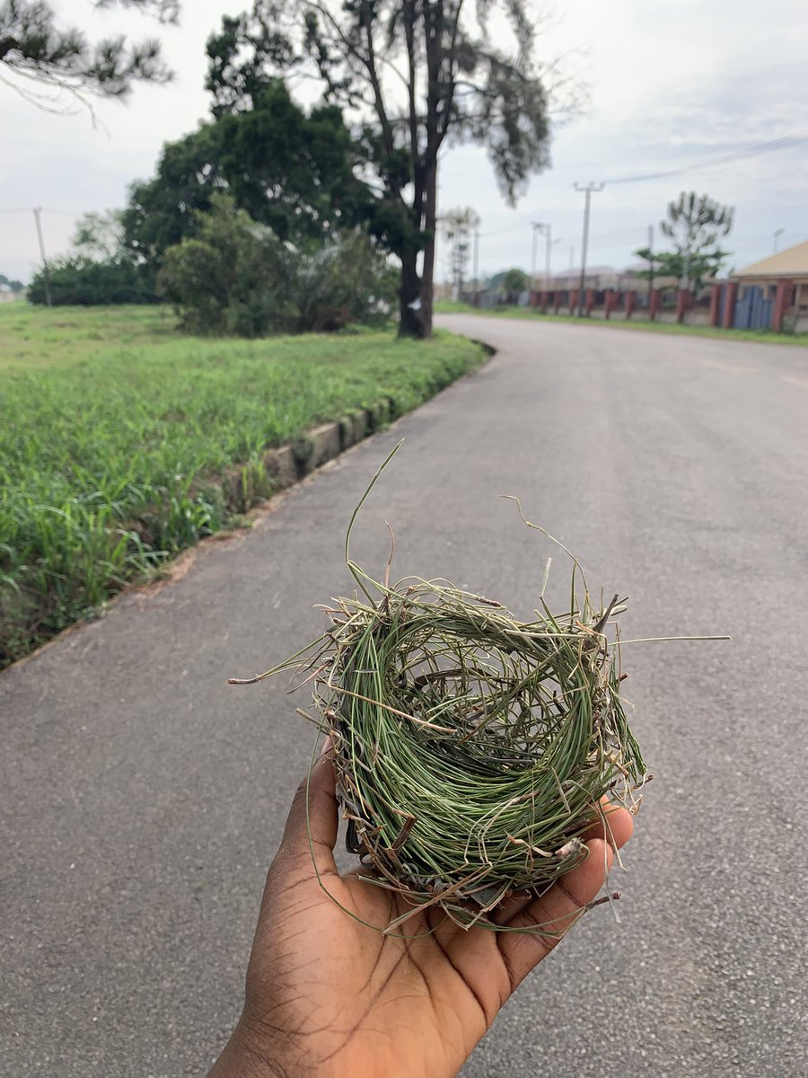 NmaAstrogirl's tweet photo. “Random finds” 

If you found this bird’s nest, would you stop to admire it or keep walking? 🪹🌿 https://t.co/qiK9U46RY8