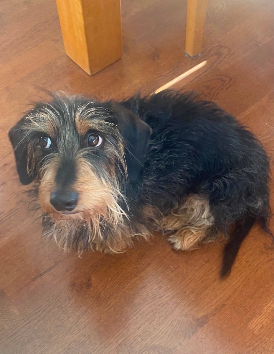 imliterallymiya's tweet photo. showed my friend cameron winter and she said he looks like her dog https://t.co/nmoJ6JPXvJ
