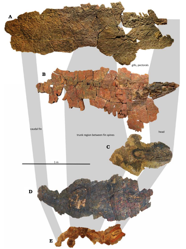 PaleontologieFr's tweet photo. 🦈 Des #fossiles marocains 🇲🇦 révèlent le plus ancien visage complet de #requin (367 Ma).
Ils dévoilent l'anatomie, la croissance et le mode de vie des premiers #élasmobranches, ancêtres des requins et raies.
#Chondrichthyes 

📰https://t.co/pLaIkCAJTb

🔎https://t.co/OgmLGTbaUz https://t.co/mgjaUcVOBi