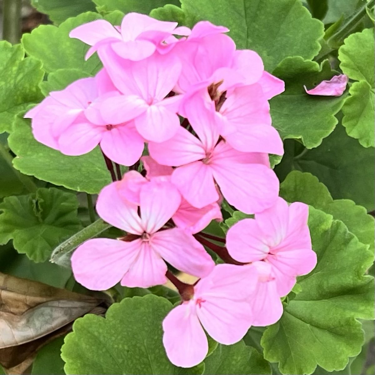 Saturday, July 11, 2026 Good morning (⁎ᵕᴗᵕ⁎) Have a happy time