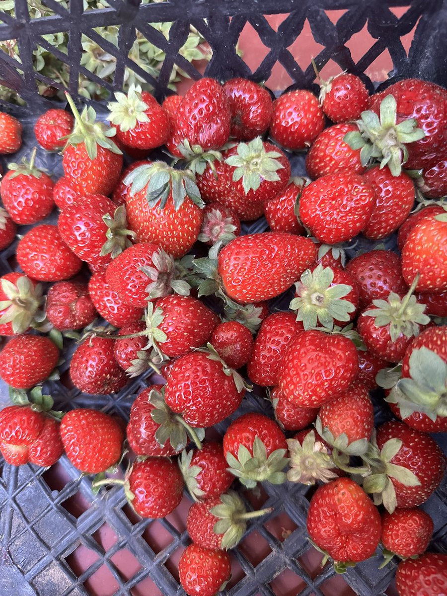 ekmmert's tweet photo. Cuma günü, mesai bitimi, haftasonu tatil başlangıcı: Mangal, çiçek, böcek, bahçemin çileği. 🍓💯 https://t.co/33A44HNaCi